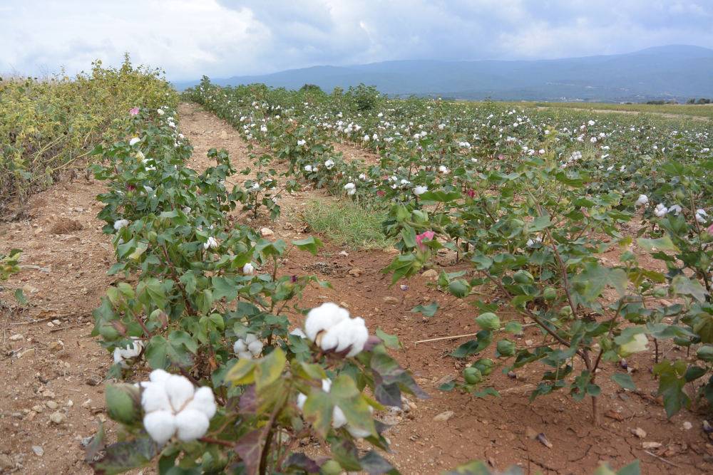 Des champs de coton dans le nord du pays